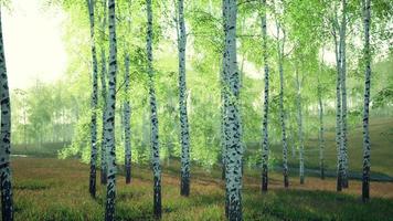 white birch trees in the forest in summer video