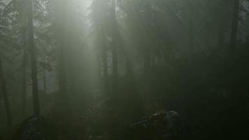 8k nebbiosa mattina di primavera nella foresta di pini video