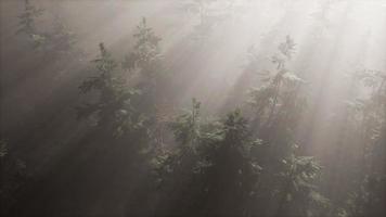 aerial sunrays in forest with fog video