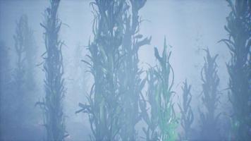 underwater grass forest of seaweed video