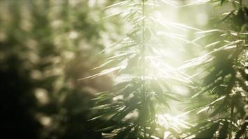 matorrales de planta de marihuana en el campo video