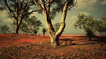 árbol de acacia en las llanuras abiertas de sabana de áfrica oriental, botswana video