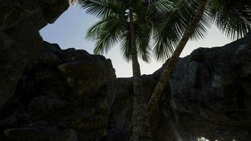 Big Palms in Stone Cave with Rays of Sunlight video