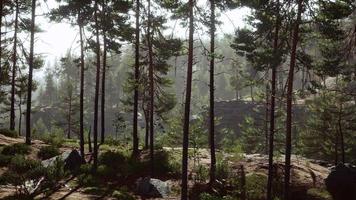 pinos silvestres al amanecer durante el amanecer en un hermoso bosque alpino video