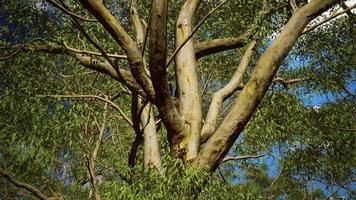 eucaliptus in Australia red Center video