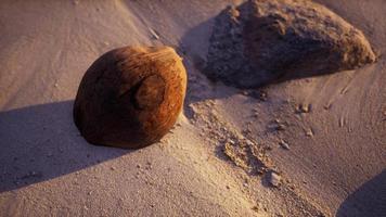 bruine kokosnoot op het strandzand video