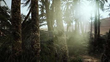 coucher de soleil dans le désert au-dessus de l'oasis avec palmiers et dunes de sable video