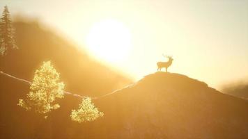 Deer Male in Forest at Sunset