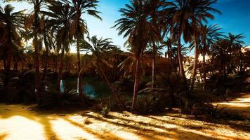 8k oasi nel deserto con palme e lago video