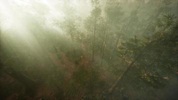 Drone breaking through the fog to show redwood and pine tree video