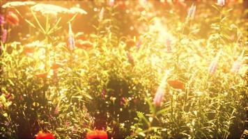 abundância de flores silvestres desabrochando no prado na primavera video