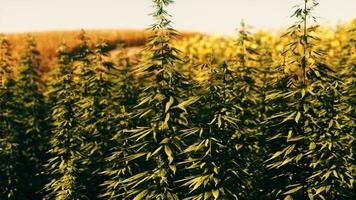 Field of industrial hemp cannabis in the evening sun video