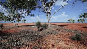 árvore de acácia nas planícies abertas de savana da áfrica oriental botswana video