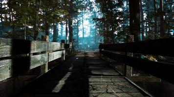 old wooden bridge over a small stream in a park video