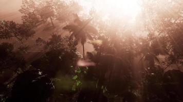 Incredible tropical green forest view with sun flare in morning. video