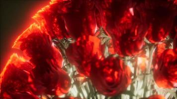 rosas en la oscuridad con luz video