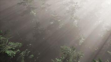 raios solares aéreos na floresta com nevoeiro