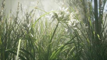gras bloem veld met zacht zonlicht voor achtergrond. video