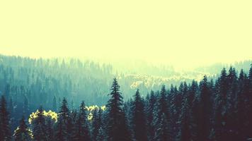 fir trees on meadow between hillsides with conifer forest in fog video