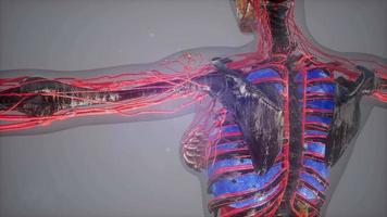 Human Body with Glow Blood Vessels video