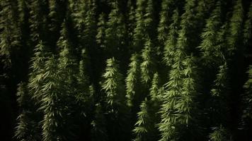 matorrales de planta de marihuana en el campo