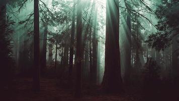 misterioso conto de fadas floresta mágica profunda