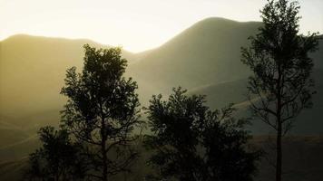 nevoeiro e neblina das montanhas carpáticas na floresta de pinheiros video