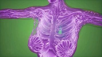 Mammographie-Röntgenbildgebung zur Brustkrebsdiagnose