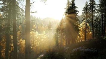 sol brillando a través de los pinos en el bosque de montaña video
