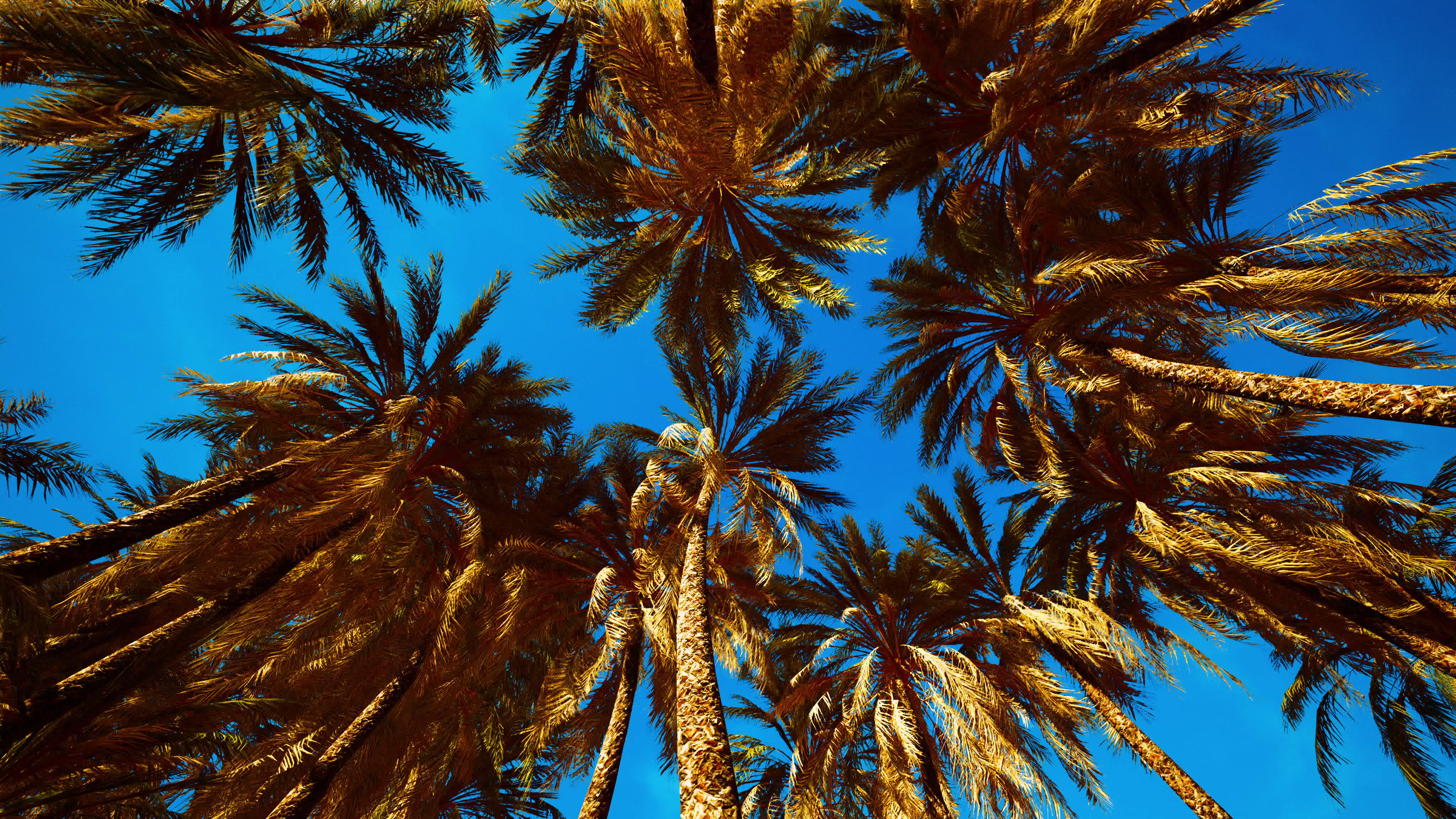 Coconut palm tree foliage under sky 6132607 Stock Video at Vecteezy