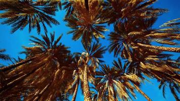 folhagem de palmeira de coco sob o céu video