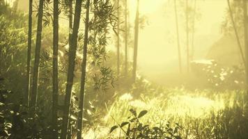 bosque verde de bambú en la niebla de la mañana video