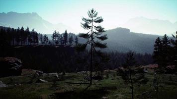 Pine tree forests at the base of mountain in sunny day of summer video