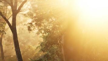 forêt de mélèzes avec lumière du soleil et ombres au lever du soleil
