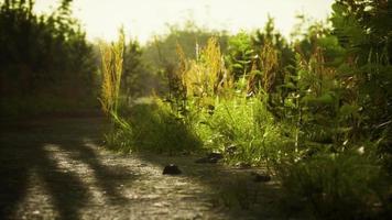 dirt country road in the field in autumn on a sunny day video