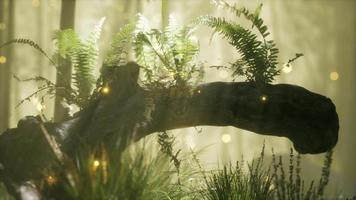 horizontally bending tree trunk with ferns growing, and sunlight shining video