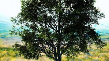 paisagem com uma colina e uma única árvore ao nascer do sol com luz quente video