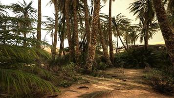 coucher de soleil dans le désert au-dessus de l'oasis avec palmiers et dunes de sable video