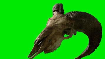 ram skull at green chromakey background video