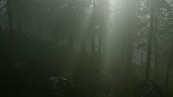 8k nebbiosa mattina di primavera nella foresta di pini video