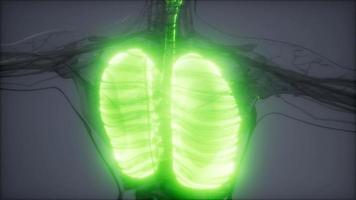 Human Lungs Radiology Exam video