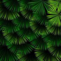 Exotic pattern with tropical leaves on a black background vector