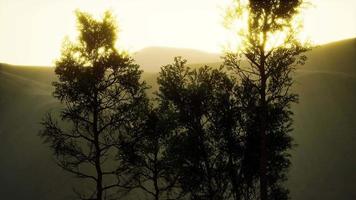 karpaten bergen mist en mist bij het dennenbos video