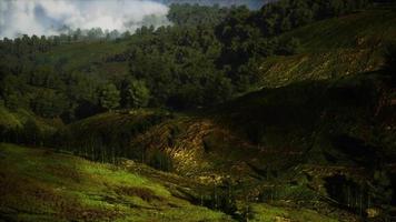 autumn forest on green rocky hills video