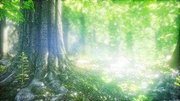 Sunbeams Shining through Natural Forest of Beech Trees video