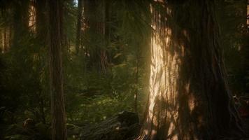 8k gigantische sequoia-bomen in de zomer in sequoia nationaal park video