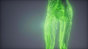 Blood Vessels of Human Body video