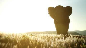 gammal afrikansk elefant går i savannen mot solnedgången video