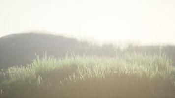campo verde com grama alta no início da manhã com neblina video