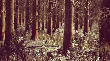 winter landscape with a coniferous forest in beams of sunset video